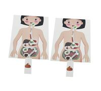 LRXIYODE 2 set Modellini Apparato Digerente Umano DIY per Kit Educativo di Scienza e Apprendimento Interattivo Giocattoli Didattici di Anatomia e Esperimenti Scientifici