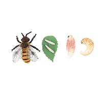 LRXIYODE Modelli Ciclo delle Api Giocattoli Educativi per Didattico Realistico in Plastica Ecologica Stimola e Naturalistica