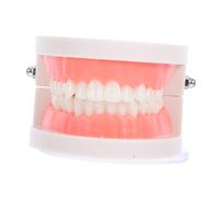LRXIYODE Modello Standard per Adulti Dimostrazione Dentiera per Insegnamento Modello Dente Anatomico Dettagliato per Odontoiatrica
