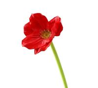 lskdnrufh 5 pezzi di fiori di papavero artificiali, steli di papaveri di seta multicolori al tocco reale for la decorazione di centrotavola for la casa, la festa nuziale, senza acqua necessaria(Red)