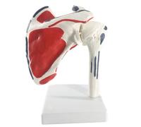 LSOAARRT Anatomia medica umana dello scheletro del modello anatomico della spalla per lo studio medico 17 * 16 * 16 cm