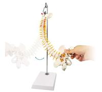LSOAARRT Modello anatomico della colonna vertebrale in miniatura, 15,4 cm Mini colonna vertebrale Dettagli del modello Vertebre, Nervi spinali, lombare e bacino