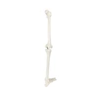LSOAARRT Modello anatomico per gambe umane, 91,4 cm, con tutte le ossa delle gambe, articolazione dell'anca rimovibile e piede completamente articolato, modello scheletro delle gambe umane