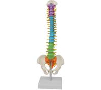 LSOAARRT Modello della Colonna Vertebrale Umano-Nuovo Colore a Grandezza Naturale Modello Anatomico Flessibile della Colonna Vertebrale dello Scheletro Umano con Bacino Femore 45 cm