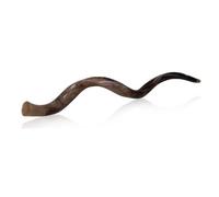 Lucidato Kudu Horn Shofar con colori naturali 20" - 22" Brown
