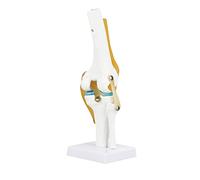 LUCKDANO Dimensione della Vita del Modello Dell'articolazione del Ginocchio Umano per lo Studio di Anatomia con Modello di Legamento Ideale per gli Appassionati