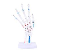 LUCKDANO Scheletro della Mano Modello 1: Osso del Dito Umano in PVC Colorato del Muscolo Articolare Flessibile per la Dimostrazione Didattica dello Studio in Aula Scientifica