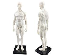LUCKFY Anatomia Maschio Figura Eco Bordo e Pelle Modello - Modello anatomico Umano - Art Mannequin Musculoskeletal Struttura della Pittura Scultura Corpo Bianco