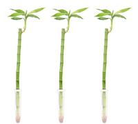 Lucky Bamboo - Set di 3 pezzi di bambù portafortuna, altezza ca. 50 cm, diametro vaso 5 cm