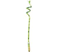 Lucky Bamboo - Stelo a spirale, in tubo - facile da pulire, Dracaena Sanderiana, altezza ca. 50 cm, diametro vaso 5 cm