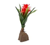 Lucky Reptile Bromelia Grande Rosso