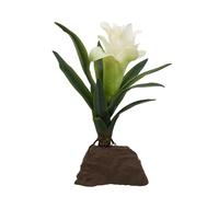 Lucky Reptile Bromelia Piccola Bianca