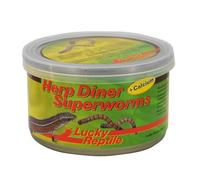 Lucky Reptile Herp Diner Superworms 2 x 35g - Camole della Farina XXL cotti con Calcio - Cibo per pogona Fresco dalla lattina - Cibo per Uccelli con Osso di Seppia - Vermi, Cibo per rettili