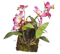 Lucky Reptile IF-18 Hanging Orchid, Purple