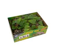 Lucky Reptile Life esperienza terrario Dã © Cor set Jungle, Plastica