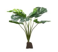 Lucky Reptile Monstera