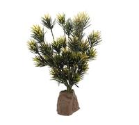 Lucky Reptile Podocarpus