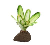 Lucky Reptile Scape it Easy - Bromelie Neoregelia bianco circa 20 cm - Pianta decorativa per terrari