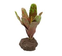 Lucky Reptile Scape it Easy - Bromelie Neoregelia verde ca. 20 cm - Pianta decorativa per terrari
