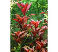 Ludwigia repens 'Rubin' - 2 Mazzo - Piante Vive per Acquario
