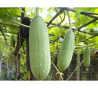 luffa 10 zucca Seeds - Bird House Fruttato Warted macchiato Swan Luffa Pera Turbante