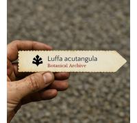 Luffa acutangula SEEDS - - SEMI Zucca a coste | Luffa angolata