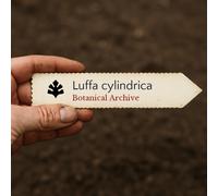 Luffa cylindrica SEEDS - - SEMI Luffa | Zucca spugna