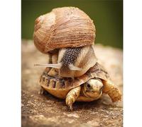 Lumaca Tartaruga Puzzle da 1500 pezzi, Puzzle per Adulti,1500 pezzi Puzzle per Adulti, Puzzle per Gioco Familiare, Regalo Puzzle, Puzzle Intelligente