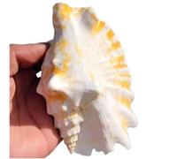 LUMbeimei Gusci di lumaca a bocca viola grandi (7 ~ 9 cm)