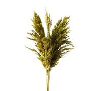 LuminaCreek Pampas Grass Large 45cm Natural Fluffy Pampas Secca Vere Erbe Multicolori di Lusso Bouquet for Matrimoni Feste Casa Interni Decorazioni Foto Accessori(Olive Green,16-20pcs)