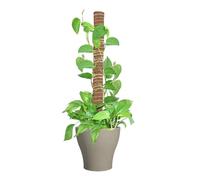 Lunaobrik Station der Moos Pole Pflanzen, Pflanzenmoospol | Coco Coir Moos Poles Abnehmbare Monstera -Pflanzenstützen | Gartenstangen Gitter, Zimmerpflanzen für Pothos, Philodendron, Innen im Freien