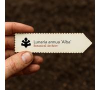 Lunaria annua 'Alba' SEEDS - - SEMI Lunaria | Moneta del papa