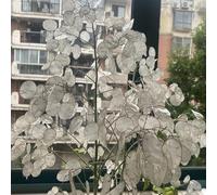 Lunaria annua giardino resistenti Vecchie varietà decorative 225semi