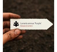 Lunaria annua 'Purple' SEEDS - - SEMI Moneta del papa | Pianta dell'onestà
