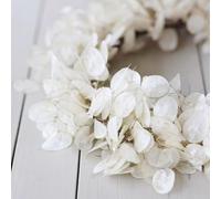 Lunaria annua Vecchie varietà resistenti esotiche giardino 125semi