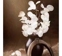 Lunaria annua Vecchie varietà resistenti Giardino decorative 70semi