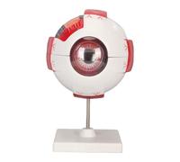 Luocute Modello di Anatomia Dell'occhio, Modello di Bulbo Oculare Umano Ingrandito 6X con 7 Parti Staccabili e Colori Vivaci, per L'educazione Scientifica, L'insegnamento Medico e la