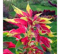 Luojuny Amaranthus Tricolor Seeds, 100Pcs / Bag Aiuto Naturale per rilassare i Semi di ortaggi Non OGM Fai-da-Te per la casa Semi di Amaranto Tricolore