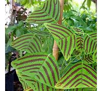 Luojuny Christia Obcordata Seeds, 50Pcs / Bag Acqua necessaria Facile da sopravvivere Foglia Verde Ecologica Christia Obcordata Piantine per Patio Seme