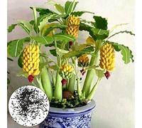 Luojuny Nano Banana Albero Semi di Annaffiatura Media Primavera Buon Raccolto Eccellente Produzione Nano Banana Albero Semi per Balcone