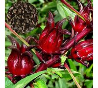 Luojuny Semi di Fiori Produttivi fiorenti Forte Vitalità Facile da piantare Semi di Fiori di Roselle Rosse per la Fattoria