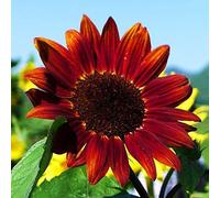 Luojuny Semi di girasole, 30 pezzi di semi di fiori agglomeranti irrigazione media attraenti semi di girasole misti naturali forniture da giardino Rosso