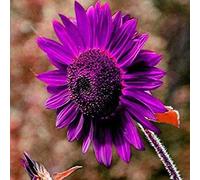 Luojuny Semi di girasole, 30 pezzi di semi di fiori agglomeranti irrigazione media attraenti semi di girasole misti naturali forniture da giardino Viola