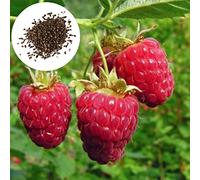 Luojuny Semi di Lampone Rosso, 20 Pezzi Semi di Lampone Rosso Commestibile Nutriente Non OGM Giardino all'aperto Semi di Frutta Forniture da Giardino Semi