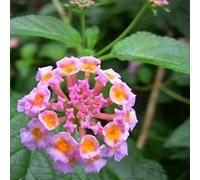 Luojuny Semi di Lantana, 200 Pz Semi di Fiori Produttivi Irrigazione Media Assortiti Paesaggistica Semi di Lantana Forniture da Giardino Semi