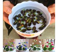 Luojuny Semi di Loto, 50 Pezzi di Ciotola di Colori Misti Semi di Loto pianta Bonsai Giardino Domestico Decorazione Floreale Ciotola di Semi di Loto