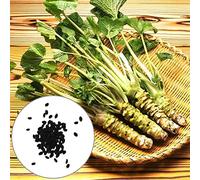 Luojuny Semi di rafano, 500 Pezzi Produttivi Ben Adattati Forte vitalità Nutriente Tollerante alla siccità Germinazione Facile Orto commestibile Semi di rafano Forniture da Giardino Semi