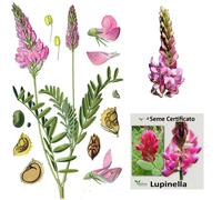 Lupinella in seme certificato - Mellifera per Apicoltura