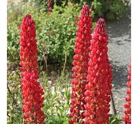 lupini - Vecchie varietà resistenti Aiuole rialzate per il giardino arredamento del soggiorno balcone con interna Giardino roccioso, resistenti per il pieno sole 900semi