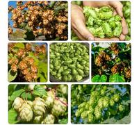 Luppolo - Humulus lupulus decorazione ufficio semi selvatico tagliato balcone primavera riverdimento tetti balcone parterre 350pcs